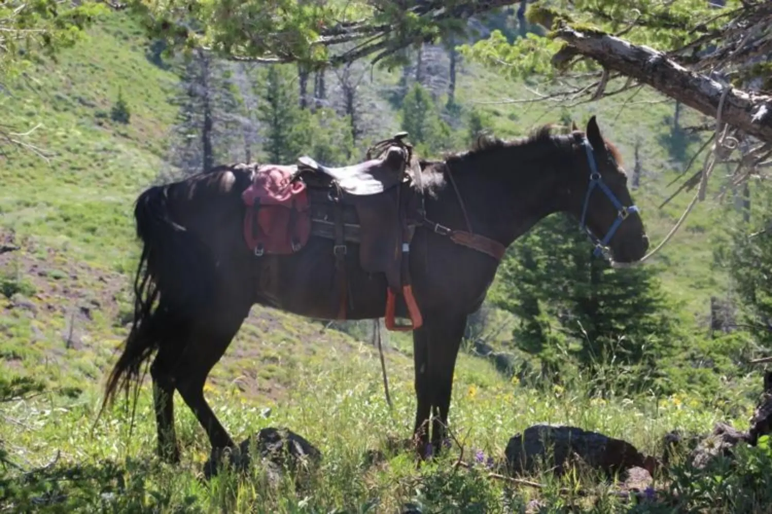 Claycomb Horse